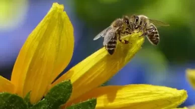Caught My Honey Cheating on Me