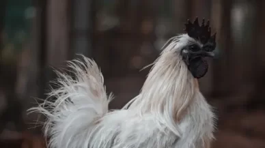 Don’t Play Chicken With the Feds